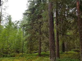 5502m², Iso-Kupsunen, Hukkajärventie Kortteli 1, t, Tontit, Kuhmo, Tori.fi 5502m², Iso-Kupsunen, Hukkajärventie Kortteli 1, t, Tontit, Kuhmo, Tori.fi