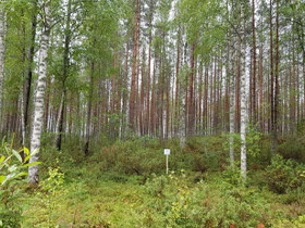 5190m², Iso-Rommakko, Lautakankaantie Kortteli 12,, Tontit, Kuhmo, Tori.fi 5190m², Iso-Rommakko, Lautakankaantie Kortteli 12,, Tontit, Kuhmo, Tori.fi