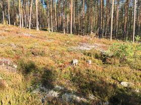 7618m², Joensuuntie 195, Polvijärvi, Tontit, Liperi, Tori.fi 7618m², Joensuuntie 195, Polvijärvi, Tontit, Liperi, Tori.fi