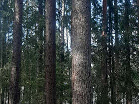 1366m², Puolaajantie 23, Orimattila, Tontit, Orimattila, Tori.fi 1366m², Puolaajantie 23, Orimattila, Tontit, Orimattila, Tori.fi