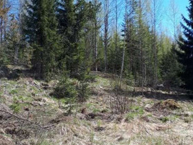 1.01 ha, Alangontie 3, Mikkeli, Tontit, Mikkeli, Tori.fi 1.01 ha, Alangontie 3, Mikkeli, Tontit, Mikkeli, Tori.fi