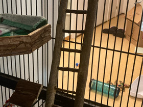Puiset tikkaat jyrsijälle, Jyrsijät, Lemmikkieläimet, Turku, Tori.fi Puiset tikkaat jyrsijälle, Jyrsijät, Lemmikkieläimet, Turku, Tori.fi