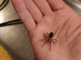 Grammastola pulchripes, Muut eläimet, Lemmikkieläimet, Vaasa, Tori.fi Grammastola pulchripes, Muut eläimet, Lemmikkieläimet, Vaasa, Tori.fi