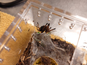 Chromatopelma cyaneopubescens, Muut eläimet, Lemmikkieläimet, Vaasa, Tori.fi Chromatopelma cyaneopubescens, Muut eläimet, Lemmikkieläimet, Vaasa, Tori.fi
