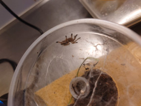 Avicularia minatrix, Muut eläimet, Lemmikkieläimet, Vaasa, Tori.fi Avicularia minatrix, Muut eläimet, Lemmikkieläimet, Vaasa, Tori.fi