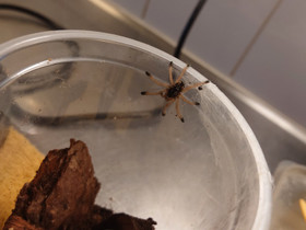Avicularia juruensis, Muut eläimet, Lemmikkieläimet, Vaasa, Tori.fi Avicularia juruensis, Muut eläimet, Lemmikkieläimet, Vaasa, Tori.fi