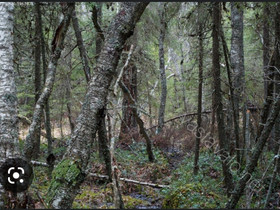 Metsää, peltoa, myös hoitamatonta ryteikköä, Metsätilat ja maatilat, Asikkala, Tori.fi Metsää, peltoa, myös hoitamatonta ryteikköä, Metsätilat ja maatilat, Asikkala, Tori.fi