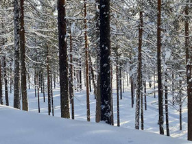 Yhteismetsäosuus 0,028300 mnt, Kuusamo, Kuusamo, Metsätilat ja maatilat, Kuusamo, Tori.fi