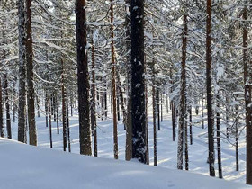 Yhteismetsäosuus 0,028300 mnt, Kuusamo, Kuusamo, Metsätilat ja maatilat, Kuusamo, Tori.fi Yhteismetsäosuus 0,028300 mnt, Kuusamo, Kuusamo, Metsätilat ja maatilat, Kuusamo, Tori.fi