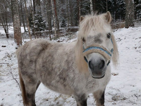 Poni tamma, Hevoset ja ponit, Hevoset ja hevosurheilu, Hollola, Tori.fi Poni tamma, Hevoset ja ponit, Hevoset ja hevosurheilu, Hollola, Tori.fi