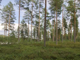 Jänissalo, Vehmersalmi, Kuopio, Metsätilat ja maatilat, Kuopio, Tori.fi Jänissalo, Vehmersalmi, Kuopio, Metsätilat ja maatilat, Kuopio, Tori.fi