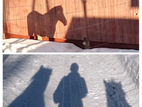 Poni perheenjäseneksi, Hevoset ja ponit, Hevoset ja hevosurheilu, Ylitornio, Tori.fi Poni perheenjäseneksi, Hevoset ja ponit, Hevoset ja hevosurheilu, Ylitornio, Tori.fi