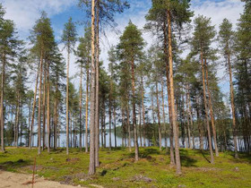 3545m², Jämäs (1/2), Ollilantie Kortteli 1 tontti, Tontit, Kuhmo, Tori.fi 3545m², Jämäs (1/2), Ollilantie Kortteli 1 tontti, Tontit, Kuhmo, Tori.fi