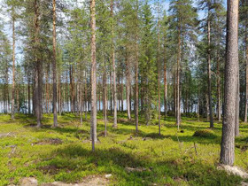 3740m², Jämäs (1/1), Ollilantie Kortteli 1 tontti, Tontit, Kuhmo, Tori.fi 3740m², Jämäs (1/1), Ollilantie Kortteli 1 tontti, Tontit, Kuhmo, Tori.fi
