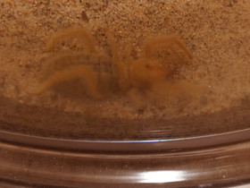 Solifugae, Muut eläimet, Lemmikkieläimet, Vaasa, Tori.fi Solifugae, Muut eläimet, Lemmikkieläimet, Vaasa, Tori.fi