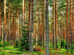 Mustialan yhteismetsä, Loimaa, Metsätilat ja maatilat, Loimaa, Tori.fi Mustialan yhteismetsä, Loimaa, Metsätilat ja maatilat, Loimaa, Tori.fi