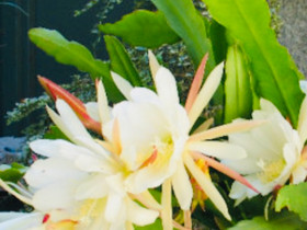 Epiphyllum Beavertail, Kasvit ja siemenet, Piha ja puutarha, Espoo, Tori.fi Epiphyllum Beavertail, Kasvit ja siemenet, Piha ja puutarha, Espoo, Tori.fi