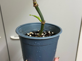 Philodendron Splendid, Kasvit ja siemenet, Piha ja puutarha, Joensuu, Tori.fi Philodendron Splendid, Kasvit ja siemenet, Piha ja puutarha, Joensuu, Tori.fi