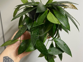 Posliinikukka, Hoya memoria, Ruukut, kivet ja koristeet, Piha ja puutarha, Joensuu, Tori.fi Posliinikukka, Hoya memoria, Ruukut, kivet ja koristeet, Piha ja puutarha, Joensuu, Tori.fi