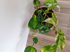 Köynnösmix, Kasvit ja siemenet, Piha ja puutarha, Kuopio, Tori.fi Köynnösmix, Kasvit ja siemenet, Piha ja puutarha, Kuopio, Tori.fi