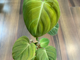 Philodendron, Kasvit ja siemenet, Piha ja puutarha, Kuopio, Tori.fi Philodendron, Kasvit ja siemenet, Piha ja puutarha, Kuopio, Tori.fi