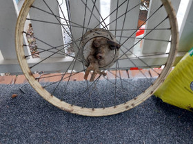 Helkama etuvanne, Mopojen varaosat ja tarvikkeet, Mototarvikkeet ja varaosat, Janakkala, Tori.fi Helkama etuvanne, Mopojen varaosat ja tarvikkeet, Mototarvikkeet ja varaosat, Janakkala, Tori.fi