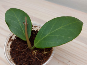 Hoya Obscura, Kasvit ja siemenet, Piha ja puutarha, Joensuu, Tori.fi Hoya Obscura, Kasvit ja siemenet, Piha ja puutarha, Joensuu, Tori.fi