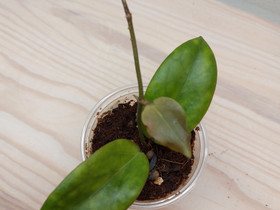 Hoya Anda Violet, Kasvit ja siemenet, Piha ja puutarha, Joensuu, Tori.fi Hoya Anda Violet, Kasvit ja siemenet, Piha ja puutarha, Joensuu, Tori.fi