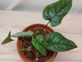 Monstera Siltepecana, Kasvit ja siemenet, Piha ja puutarha, Joensuu, Tori.fi Monstera Siltepecana, Kasvit ja siemenet, Piha ja puutarha, Joensuu, Tori.fi