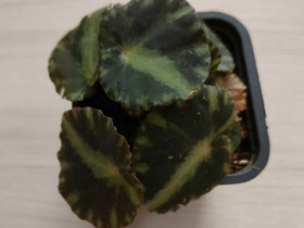 Begonia Cleopatrae, Kasvit ja siemenet, Piha ja puutarha, Tampere, Tori.fi Begonia Cleopatrae, Kasvit ja siemenet, Piha ja puutarha, Tampere, Tori.fi