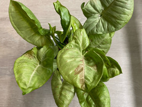 Syngonium milk confetti, Kasvit ja siemenet, Piha ja puutarha, Kerava, Tori.fi Syngonium milk confetti, Kasvit ja siemenet, Piha ja puutarha, Kerava, Tori.fi