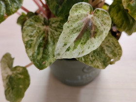 Peperomia Caperata Helios, Kasvit ja siemenet, Piha ja puutarha, Tampere, Tori.fi Peperomia Caperata Helios, Kasvit ja siemenet, Piha ja puutarha, Tampere, Tori.fi