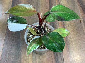 Philodendron white knight, Kasvit ja siemenet, Piha ja puutarha, Kuopio, Tori.fi Philodendron white knight, Kasvit ja siemenet, Piha ja puutarha, Kuopio, Tori.fi
