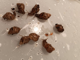 Achatina fulica, Muut eläimet, Lemmikkieläimet, Rovaniemi, Tori.fi Achatina fulica, Muut eläimet, Lemmikkieläimet, Rovaniemi, Tori.fi