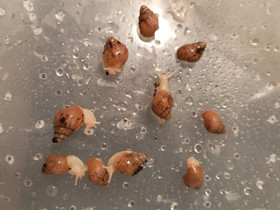 Achatina fulica White Jade, Muut eläimet, Lemmikkieläimet, Rovaniemi, Tori.fi Achatina fulica White Jade, Muut eläimet, Lemmikkieläimet, Rovaniemi, Tori.fi