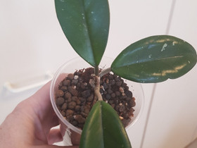 Hoya Carnosa, Kasvit ja siemenet, Piha ja puutarha, Kuopio, Tori.fi Hoya Carnosa, Kasvit ja siemenet, Piha ja puutarha, Kuopio, Tori.fi