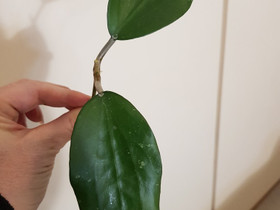 Hoya Cinnamomifolia var purpureofusca, Kasvit ja siemenet, Piha ja puutarha, Kuopio, Tori.fi Hoya Cinnamomifolia var purpureofusca, Kasvit ja siemenet, Piha ja puutarha, Kuopio, Tori.fi