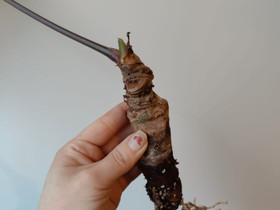 Anthurium regale, Kasvit ja siemenet, Piha ja puutarha, Tampere, Tori.fi Anthurium regale, Kasvit ja siemenet, Piha ja puutarha, Tampere, Tori.fi