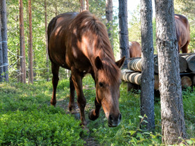Uusi ystävä etsinnässä, Hevoset ja ponit, Hevoset ja hevosurheilu, Ii, Tori.fi