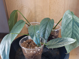 Epipremnum pinnatum cebu blue, Kasvit ja siemenet, Piha ja puutarha, Hyvinkää, Tori.fi Epipremnum pinnatum cebu blue, Kasvit ja siemenet, Piha ja puutarha, Hyvinkää, Tori.fi