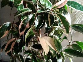 Hoya Carnosa Krimson Queen, Kasvit ja siemenet, Piha ja puutarha, Helsinki, Tori.fi Hoya Carnosa Krimson Queen, Kasvit ja siemenet, Piha ja puutarha, Helsinki, Tori.fi