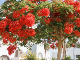 Harvinainen Royal Delonix Regia Liekkipuu, Kasvit ja siemenet, Piha ja puutarha, Vantaa, Tori.fi Harvinainen Royal Delonix Regia Liekkipuu, Kasvit ja siemenet, Piha ja puutarha, Vantaa, Tori.fi