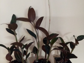 Orkidea Ludisia Discolor, Kasvit ja siemenet, Piha ja puutarha, Helsinki, Tori.fi Orkidea Ludisia Discolor, Kasvit ja siemenet, Piha ja puutarha, Helsinki, Tori.fi