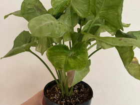 Syngonium milk confetti, Kasvit ja siemenet, Piha ja puutarha, Kuopio, Tori.fi Syngonium milk confetti, Kasvit ja siemenet, Piha ja puutarha, Kuopio, Tori.fi