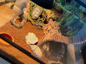 Terraario, Muut eläintarvikkeet, Lemmikkieläimet, Kemi, Tori.fi Terraario, Muut eläintarvikkeet, Lemmikkieläimet, Kemi, Tori.fi