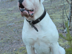 Amerikanbulldog, Koirat, Lemmikkieläimet, Salo, Tori.fi Amerikanbulldog, Koirat, Lemmikkieläimet, Salo, Tori.fi