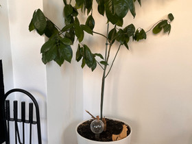 Kumquat tree, Kasvit ja siemenet, Piha ja puutarha, Helsinki, Tori.fi Kumquat tree, Kasvit ja siemenet, Piha ja puutarha, Helsinki, Tori.fi