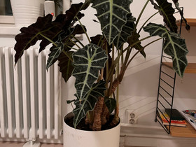 Alocasia, Kasvit ja siemenet, Piha ja puutarha, Helsinki, Tori.fi Alocasia, Kasvit ja siemenet, Piha ja puutarha, Helsinki, Tori.fi