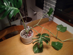 Kirjopeikonlehti, 'variegata'+ Arabian ruukku, Kasvit ja siemenet, Piha ja puutarha, Uusikaupunki, Tori.fi Kirjopeikonlehti, 'variegata'+ Arabian ruukku, Kasvit ja siemenet, Piha ja puutarha, Uusikaupunki, Tori.fi