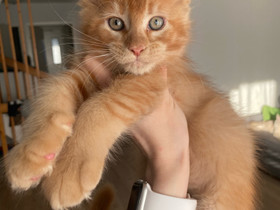 Varattavissa! Maine Coon pennut, Kissat, Lemmikkieläimet, Espoo, Tori.fi Varattavissa! Maine Coon pennut, Kissat, Lemmikkieläimet, Espoo, Tori.fi